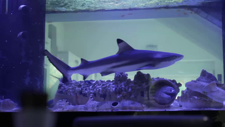 V siedmom nebi - Karlos Vémola žraloky